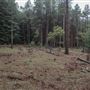 Dingo Road Arboretum - Vulcan State Forest