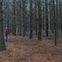 Dingo Road Arboretum - Vulcan State Forest