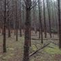 Dingo Road Arboretum - Vulcan State Forest