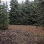 Dingo Road Arboretum - Vulcan State Forest