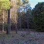 Dingo Road Arboretum - Vulcan State Forest