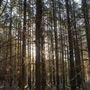 Dingo Road Arboretum - Vulcan State Forest