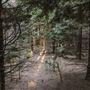 Dingo Road Arboretum - Vulcan State Forest