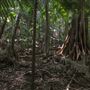 Ardeena - Jungle / Rainforest Private Property