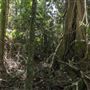 Ardeena - Jungle / Rainforest Private Property