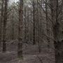 Douglas Fir Stand - Vulcan State Forest