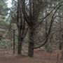 Douglas Fir Stand - Vulcan State Forest