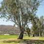 Tamworth