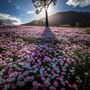 Mountain View Farm Tilba Tilba