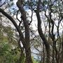 Nielsen Park