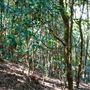 Glengariff Estate Rainforest