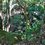 Glengariff Estate Rainforest
