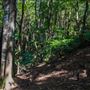 Glengariff Estate Rainforest