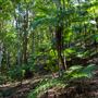 Glengariff Estate Rainforest