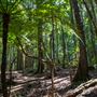 Glengariff Estate Rainforest