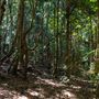 Glengariff Estate Rainforest