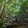 Glengariff Estate Rainforest