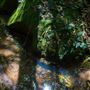 Glengariff Estate Rainforest