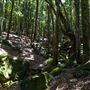 Glengariff Estate Rainforest