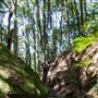Glengariff Estate Rainforest