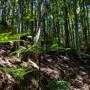 Glengariff Estate Rainforest