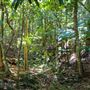 Glengariff Estate Rainforest