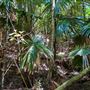 Glengariff Estate Rainforest