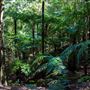 Glengariff Estate Rainforest