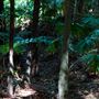 Glengariff Estate Rainforest