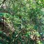 Glengariff Estate Rainforest