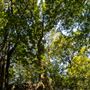 Glengariff Estate Rainforest