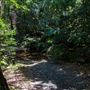 Glengariff Estate Rainforest