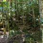 Glengariff Estate Rainforest