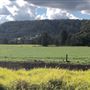 Bolong Farms