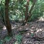 Otford Farm - Jungle Set Build Site