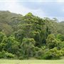 Otford Farm - The Pines Paddock with Jungle Gully