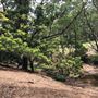 Otford Farm - The Pines Paddock with Jungle Gully