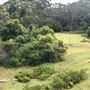 Otford Farm - The Pines Paddock with Jungle Gully