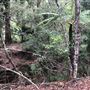 Otford Farm - The Pines Paddock with Jungle Gully