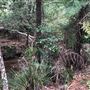 Otford Farm - The Pines Paddock with Jungle Gully