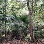 Otford Farm - The Pines Paddock with Jungle Gully