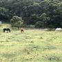 Otford Farm - 40 Acres Paddock