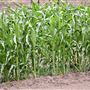 Greater Sydney Local Land Services Demonstration Farm