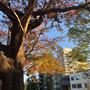 Jersey Road - Woollahra
