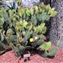 Royal Botanic Garden Sydney
