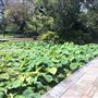 Royal Botanic Garden Sydney