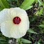 The Australian Botanic Garden Mount Annan