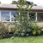 Green Point Cottage NPWS Watsons Bay