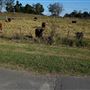 Belgenny Farm
