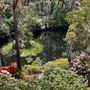 Campbell Rhododendron Gardens